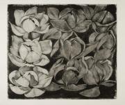 Magnolie