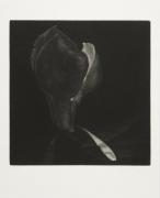 Z cyklu T�lesa - Magnolie