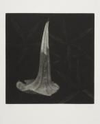 From the Bodies cycle - Datura