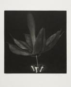 From the Bodies cycle - Passionflower