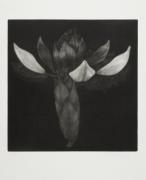 From the Bodies cycle - Rhododendron