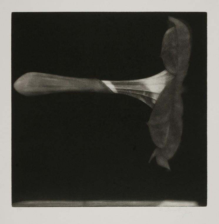 Datura