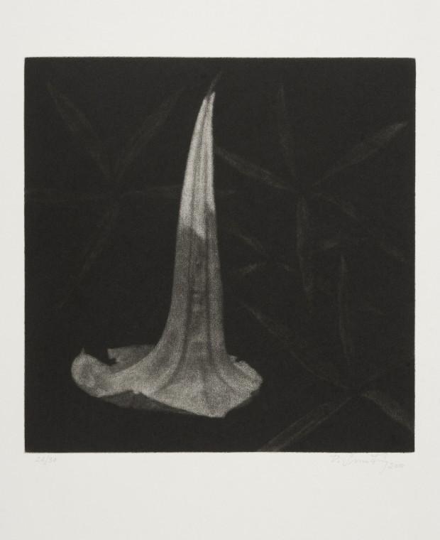 From the Bodies cycle - Datura