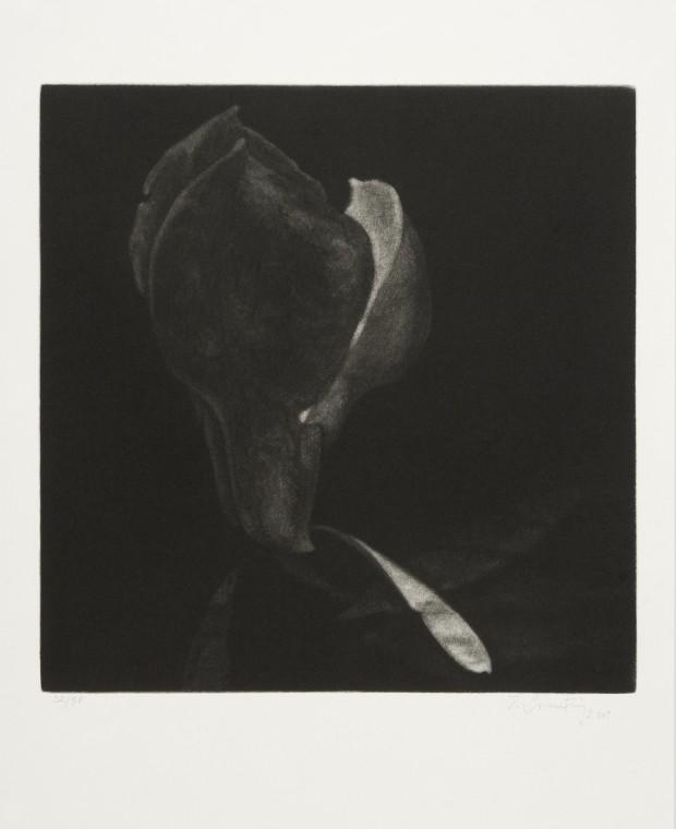 From the Bodies cycle - Magnolia