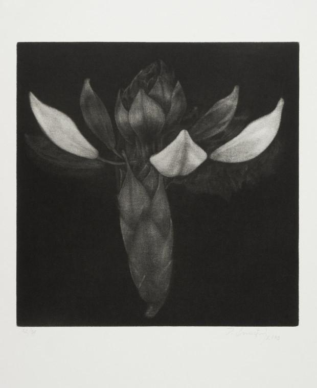 From the Bodies cycle - Rhododendron