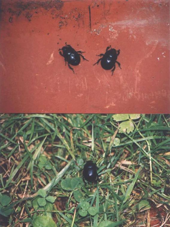 Roman Franta: Beetles