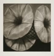 Bindweeds