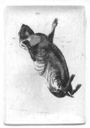 Rabbits (falling)