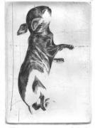 Rabbits (dreaming)