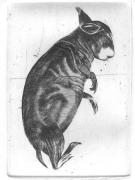 Rabbits (thinking)