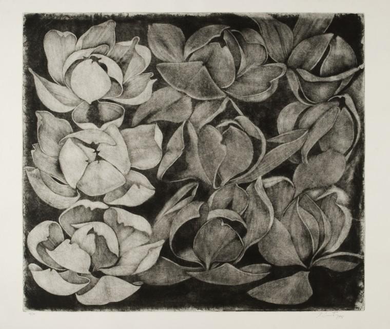 Magnolia