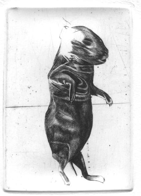 Rabbits (singing)