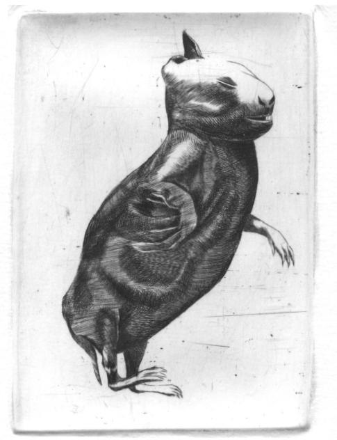 Rabbits (posing)